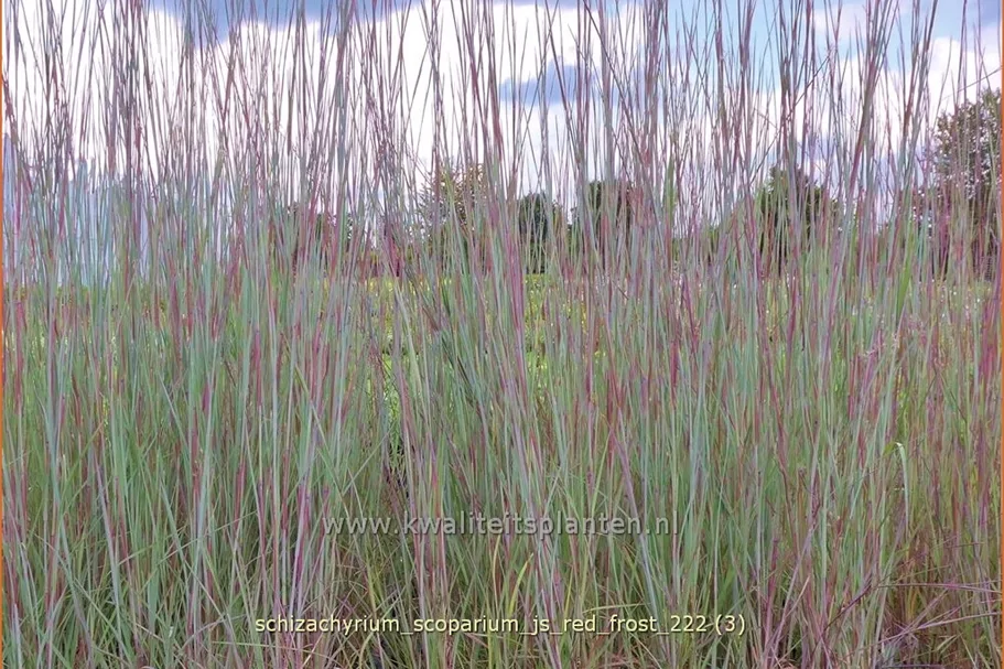 Schizachyrium scoparium 'JS Red Frost' Staude im 9x9 cm Vierecktopf