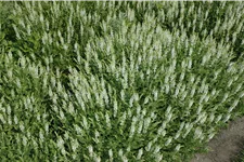 Salvia nemorosa 'Schneehügel'