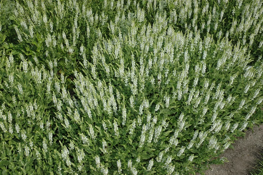 Salvia nemorosa 'Schneehügel'