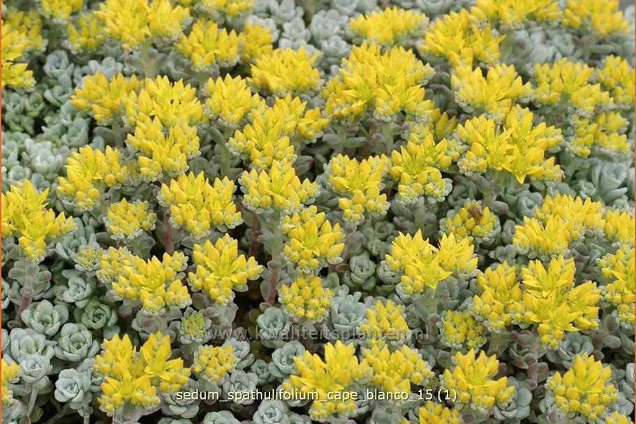 Sedum spathulifolium 'Cape Blanco'