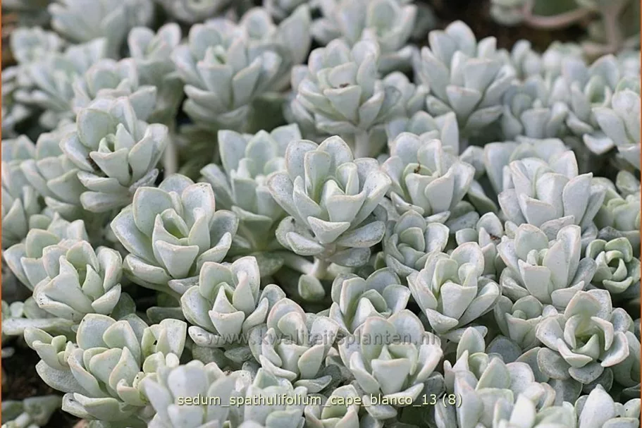 Sedum spathulifolium 'Cape Blanco'