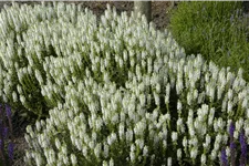 Salvia nemorosa 'Schneehügel'