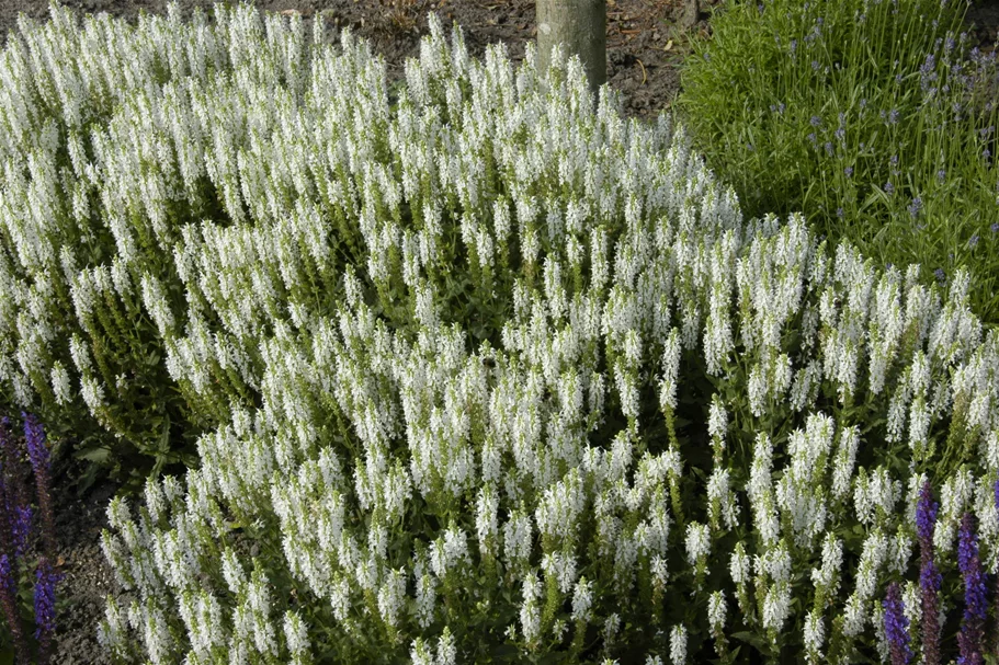 Salvia nemorosa 'Schneehügel'