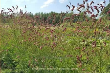 Sanguisorba tenuifolia 'Purpurea'