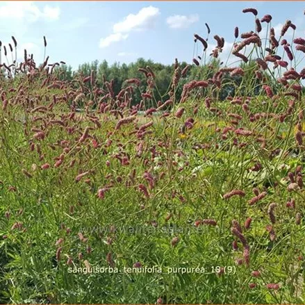 Sanguisorba tenuifolia 'Purpurea'