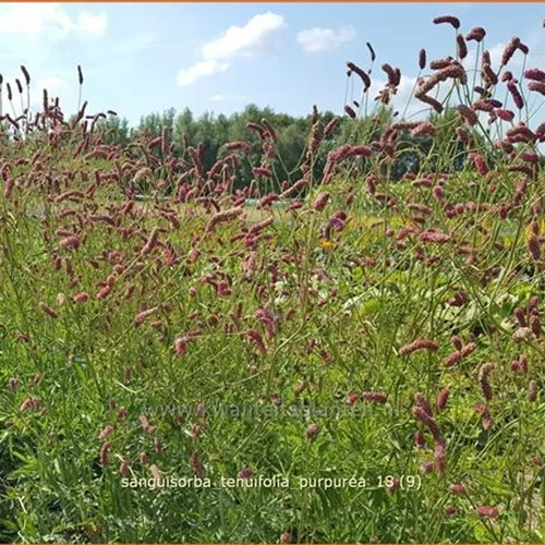 Sanguisorba tenuifolia 'Purpurea'