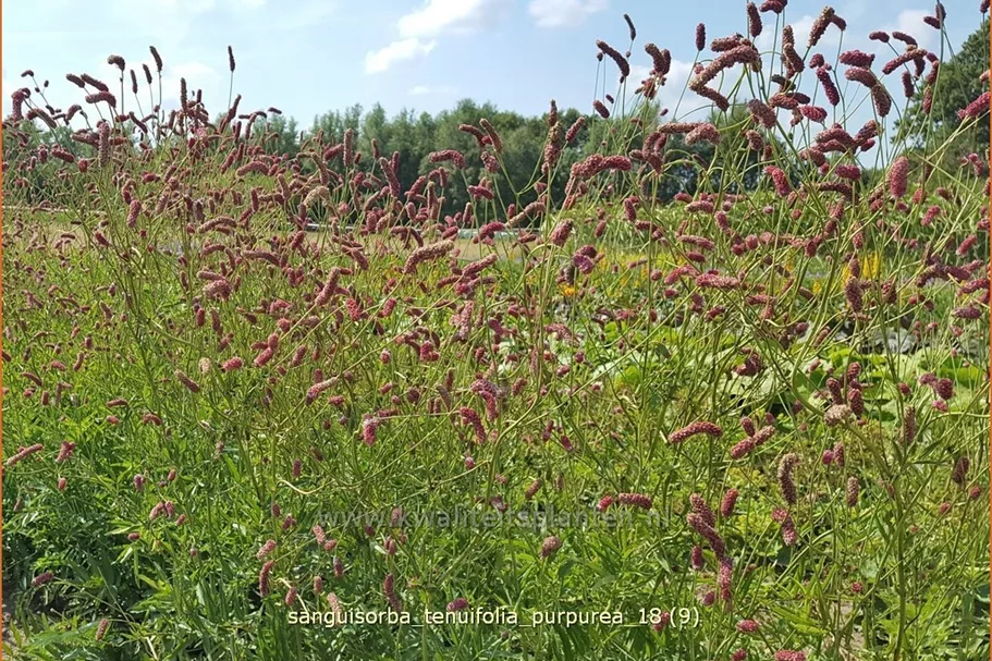 Sanguisorba tenuifolia 'Purpurea'