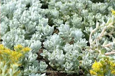Sedum spathulifolium 'Cape Blanco'