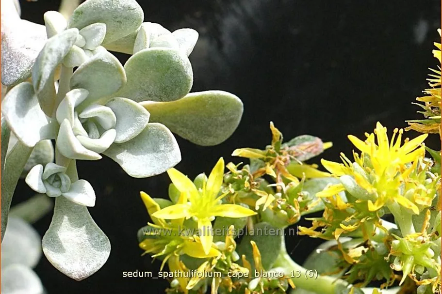 Sedum spathulifolium 'Cape Blanco'