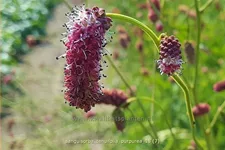 Sanguisorba tenuifolia 'Purpurea'