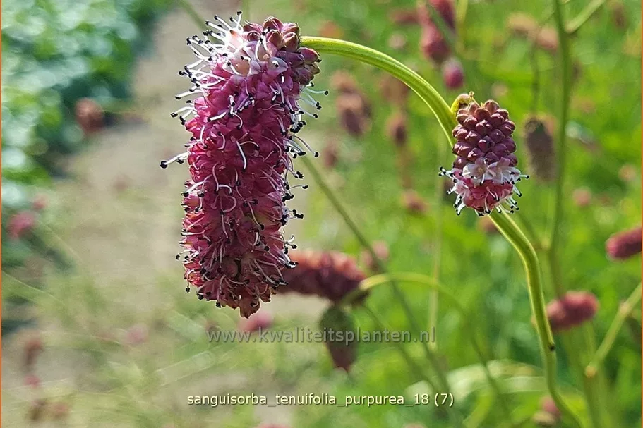 Sanguisorba tenuifolia 'Purpurea'