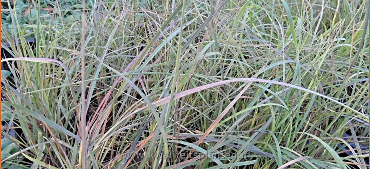 Schizachyrium scoparium 'Prairy Blues'