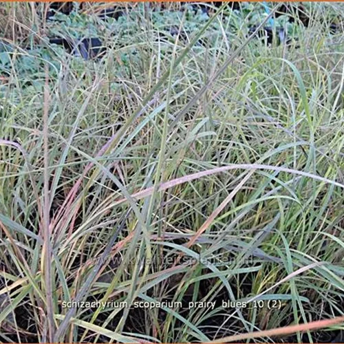 Schizachyrium scoparium 'Prairy Blues'