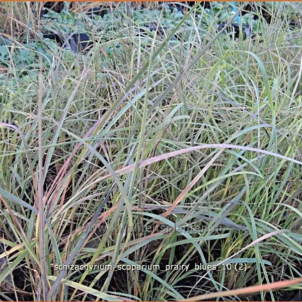 Schizachyrium scoparium 'Prairy Blues'