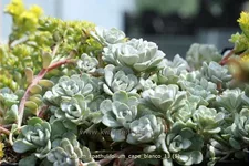 Sedum spathulifolium 'Cape Blanco'
