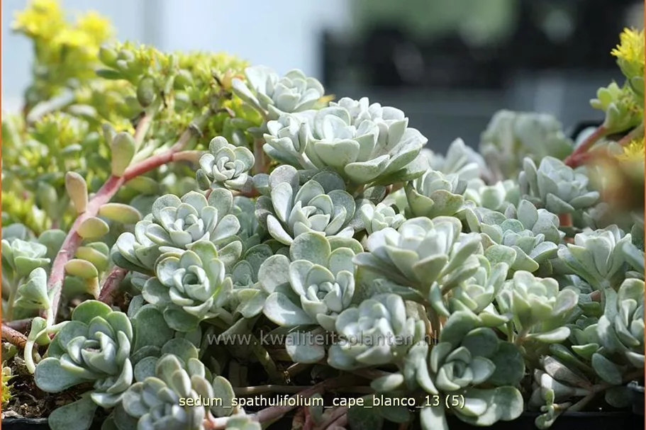 Sedum spathulifolium 'Cape Blanco'
