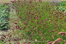 Sanguisorba tenuifolia 'Purpurea'