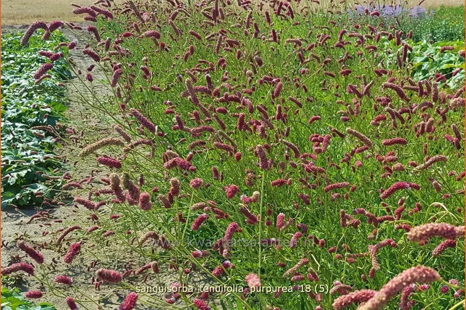 Sanguisorba tenuifolia 'Purpurea'
