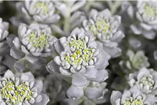Sedum spathulifolium 'Cape Blanco'