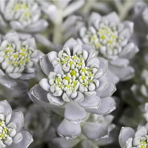 Sedum spathulifolium 'Cape Blanco'