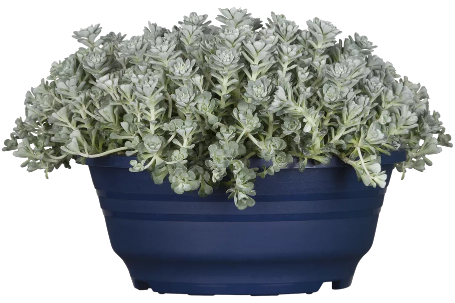 Sedum spathulifolium 'Cape Blanco'