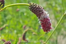 Sanguisorba tenuifolia 'Purpurea'