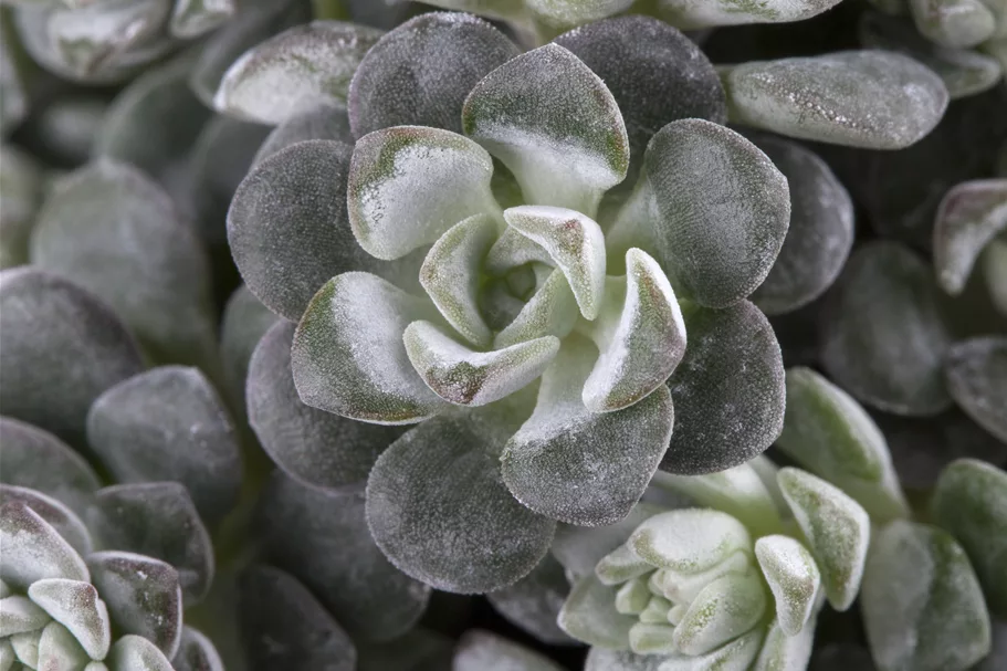 Sedum spathulifolium 'Cape Blanco'