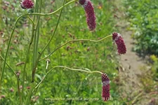 Sanguisorba tenuifolia 'Purpurea'