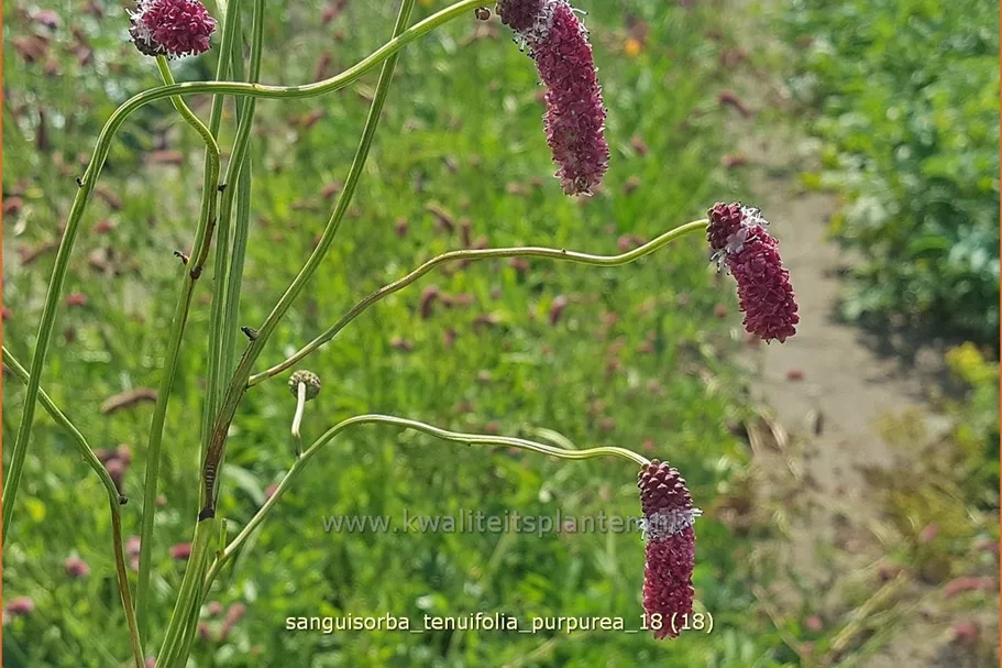 Sanguisorba tenuifolia 'Purpurea'