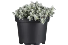 Sedum spathulifolium 'Cape Blanco'