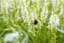 Salvia nemorosa 'Schneehügel'