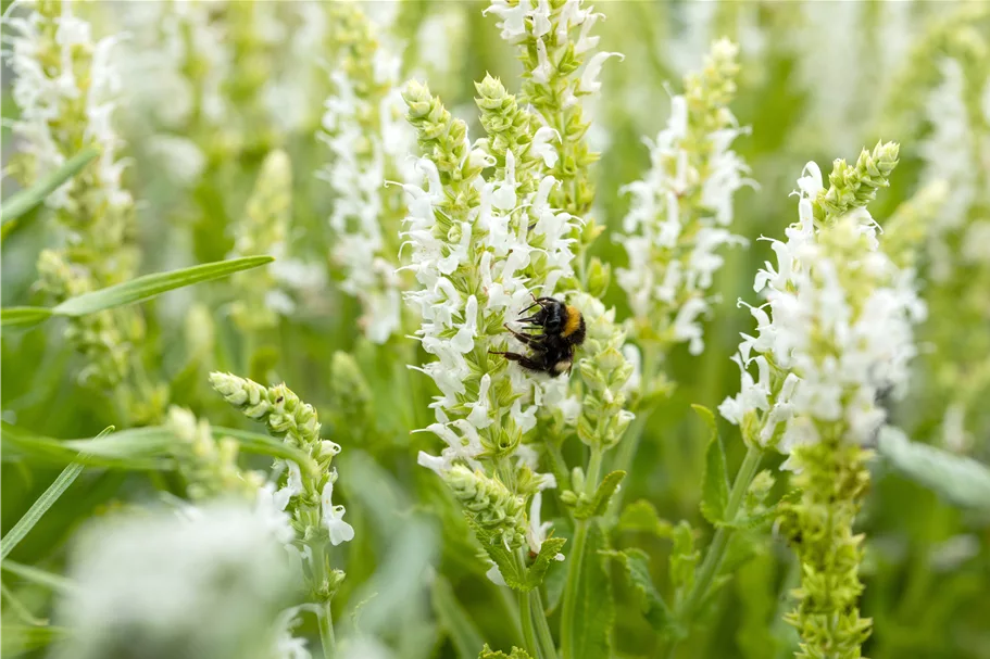 Salvia nemorosa 'Schneehügel'