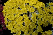 Sedum spathulifolium 'Cape Blanco'