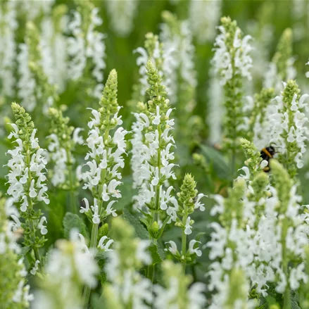 Salvia nemorosa 'Schneehügel'