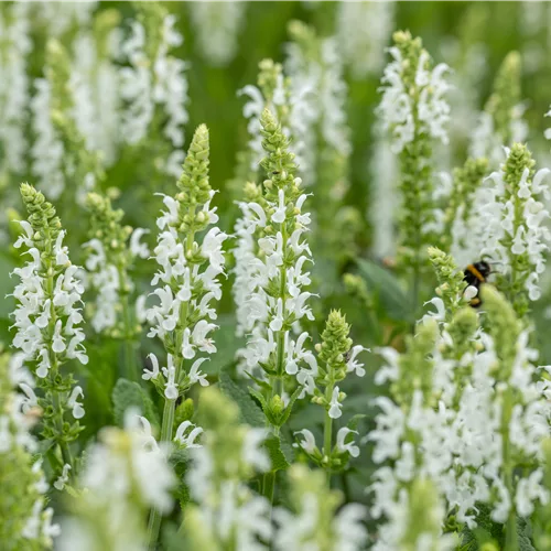 Salvia nemorosa 'Schneehügel'