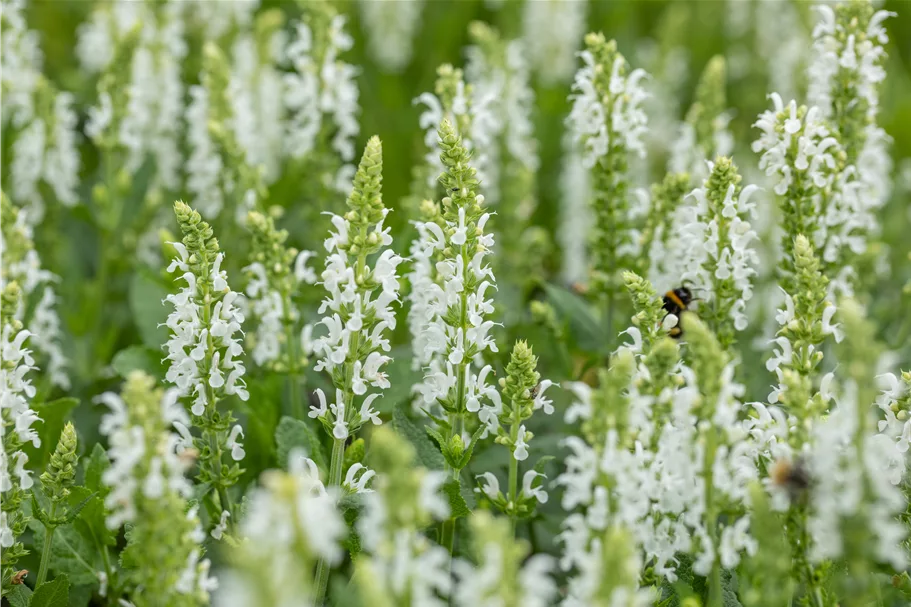 Salvia nemorosa 'Schneehügel'