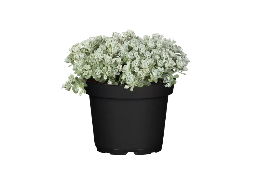 Sedum spathulifolium 'Cape Blanco'