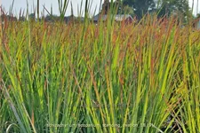 Schizachyrium scoparium 'Standing Ovation'