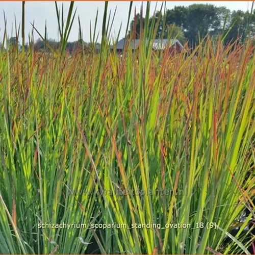 Schizachyrium scoparium 'Standing Ovation'