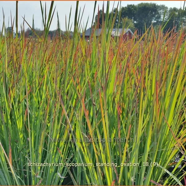Schizachyrium scoparium 'Standing Ovation'