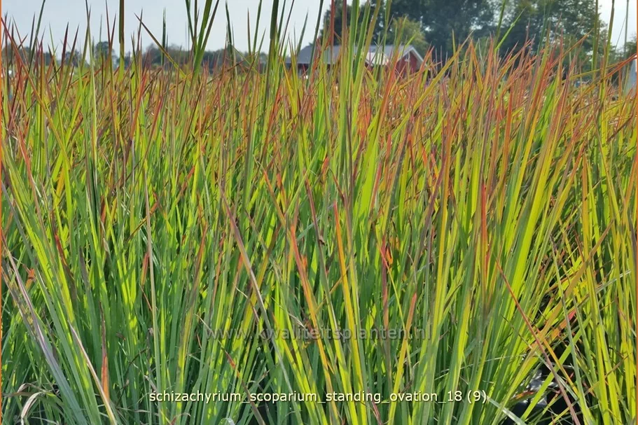 Schizachyrium scoparium 'Standing Ovation'