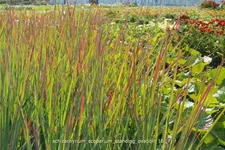 Schizachyrium scoparium 'Standing Ovation'