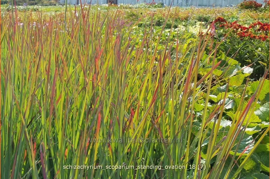 Schizachyrium scoparium 'Standing Ovation'
