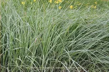 Schizachyrium scoparium 'Standing Ovation'