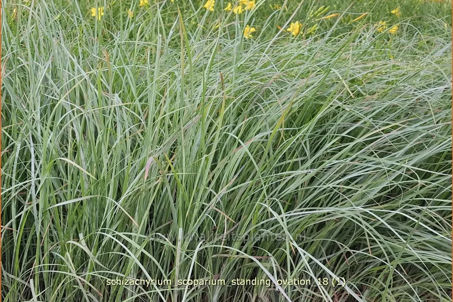 Schizachyrium scoparium 'Standing Ovation'