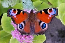 Sedum spectabile 'Brillant'