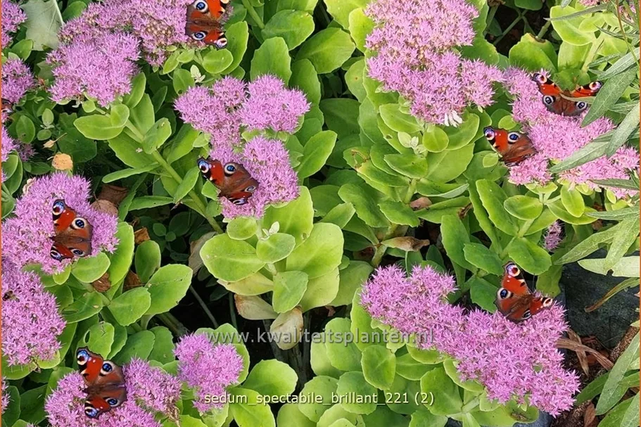Sedum spectabile 'Brillant'