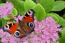 Sedum spectabile 'Brillant'