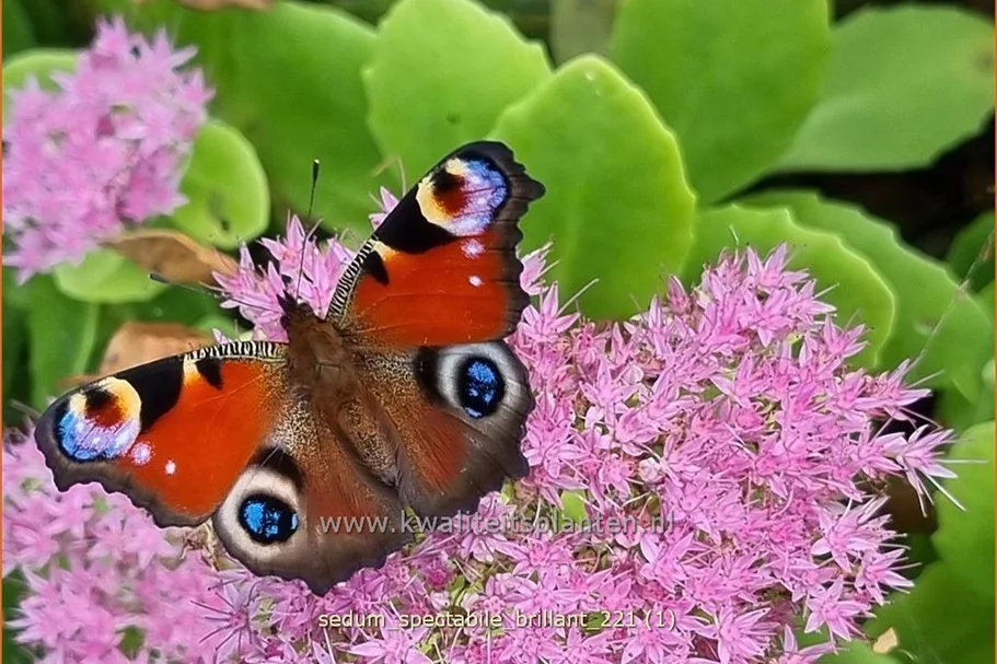 Sedum spectabile 'Brillant'