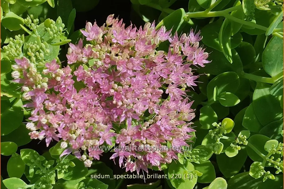 Sedum spectabile 'Brillant'